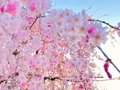 県内のお花見スポット