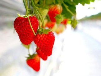 【県西部編】富山のおすすめいちご狩りスポット2026