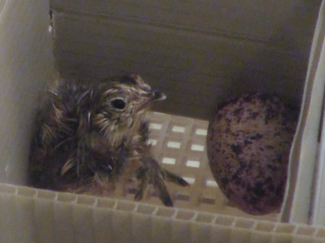 ６月２７日の歴史 <br />ニホンライチョウがふ化　２０１５年