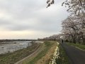 桜巡りの日