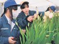 「バイオ炭」生育に効果　入善高生がチューリップ収穫、２８日切り花販売