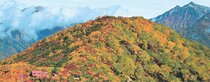 <とやまの紅葉2025 山岳編>仙人山<br />陽光に輝く