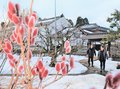 春へ膨らむ　富山・内山邸でフリソデヤナギ見頃