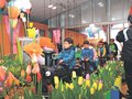 一足早く春が来た　砺波・四季彩館でチューリップ展、鉢や切り花１万本彩る