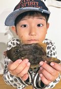 釣果はいけん<br />カワハギ体長１２センチ　押見隼さん（７）射水市小林