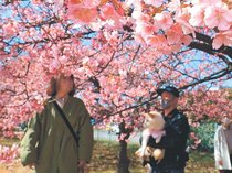 一足早い花見　富山でカワヅザクラ見頃