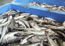 日ロ漁業交渉、合意できず