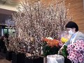 啓翁桜で富山駅の春を先取り　季節の草花で利用者お出迎え