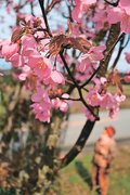 濃い桃色が特徴、新種「吉祥おとめ桜」　立山町の佐伯さん、自宅庭で育てる