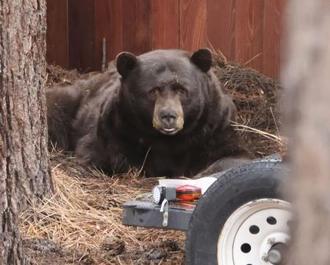「クマに恐怖を与えろ」アメリカでも増える出没…でも殺処分しない「真意」