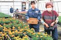 育てた野菜や花苗販売　入善高農業科、農場で実習