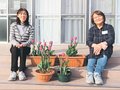チューリップで癒やし　ヤングネットとやま贈呈、輪島の仮設住宅