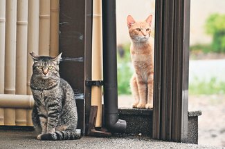 よろずご指南 生き方アドバイス<br />親戚が餌やり野良猫増える