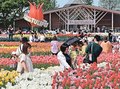 チューリップフェア訪日客目標１万人超　夏野砺波市長、台湾で早めにＰＲ