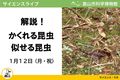 サイエンスライブ「解説！かくれる昆虫似せる昆虫」