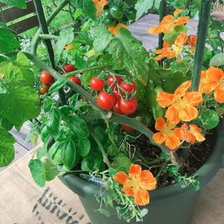 ⑦夏野菜の収穫スタート【富山でつくる！ポタジェガーデン】