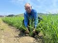 コメ年２度収穫、じわり拡大