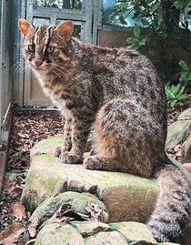 ツシマヤマネコの「あおば」仲間入り　富山市ファミリーパーク、１０日に長崎から搬入