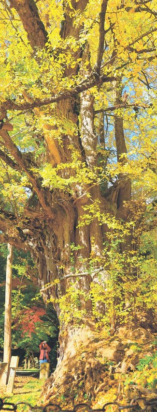 ＜とやまの紅葉２０２５＞上日寺<br />樹齢１３００年彩る黄葉