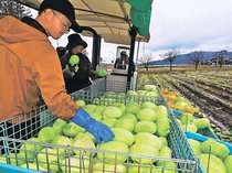 雪にうずもれ引き立つ甘み　高岡、キャベツ収穫