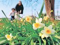 うららか、スイセン春風に揺れ　２７日の県内、３月中下旬並み