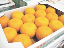 ＜旬を召し上がれ＞ユズ<br />甘酸っぱさ 口いっぱいに