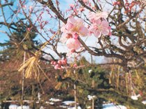 高岡古城公園でウメほころぶ　５日は「小寒」
