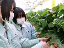 ＩＣＴ栽培のイチゴ実った　富山・中央農業高、最先端技術で３品種