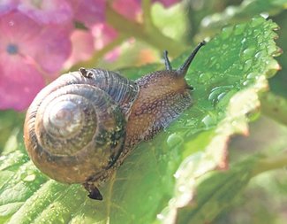 ＜ダニ博士の徒然草＞１４　五箇公一<br />雌雄同体「あしゅら男爵」みたいなカタツムリ