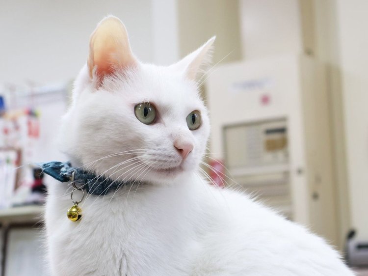 気になる、もふもふ【4】「阪本さん」と「はかせ」（立山町）｜北日本