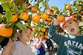 園児が町のシンボル・ミカン狩り
