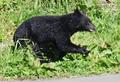 クマ被害、東北以北２倍に