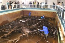 埋没林、１年の汚れすっきり　魚津埋没林博物館で水抜き樹根清掃