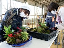 正月彩る寄せ植えに挑戦　中央農業高