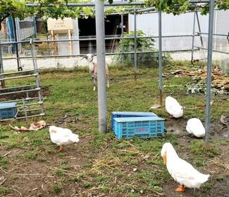 （76）なんとバナナの花も！見て食べて農園満喫♪【やちやちが行く！！】