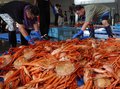 初日１７００匹、漁師安堵　新湊でベニズワイ水揚げ、「昨年よりも状況良い」