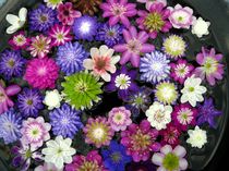 ゼロニイ＋おすすめ！今週末の富山おでかけスポット(3/12up)