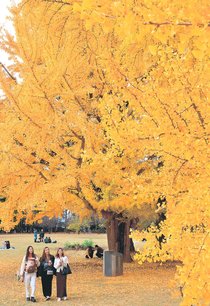 黄金包む　富山・馬場記念公園、イチョウ見頃