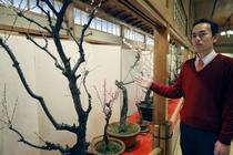 高知の老舗料亭で盆梅が見頃
