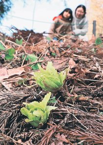 小さな春　富山でフキノトウ