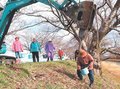 朝日町舟川べりの桜、咲き誇れ　舟川桜堤の会が樹勢回復へ施肥