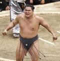 気迫と奔放、叔父の朝青龍
