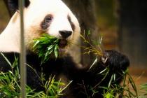 双子パンダ、最終観覧で見納め