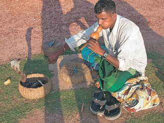 ＜ダニ博士の徒然草＞２１　五箇公一<br />巳年の始めに思う