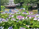 優美な花を咲かせるアジサイ＝富山市内
