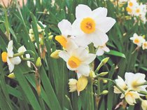 心癒やす清らかさ　富山・呉羽山公園の植物園にスイセン彩り