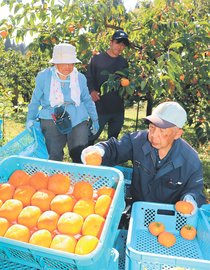 上品な甘さの「ふく福柿」収穫本格化 砺波市栴檀山地区