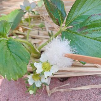 ㉕２年目は違う野菜にチャレンジ！【富山でつくる！ポタジェガーデン】