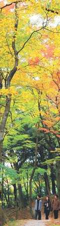 ＜とやまの紅葉２０２５＞寺家公園<br />頭上覆う秋色モミジ