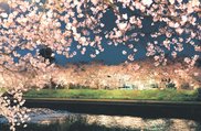 「千本桜」として知られる小矢部川両岸の桜並木＝南砺市福光地域